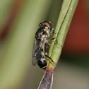 Thick-legged hoverfly