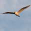 Cattle Egret