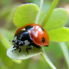 Mariquita de 7 puntos, The seven-spot ladybird