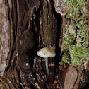 Unknown Mushroom