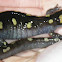 Spotted Salamander
