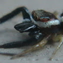 Common Hentz Jumper