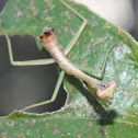 Mantis