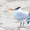 Royal Tern