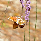 Gulf fritillary