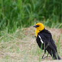 Yellow-headed Blackbird