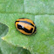 Striped Ladybird Beetle