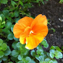 Pansy