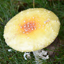 Amanita muscaria