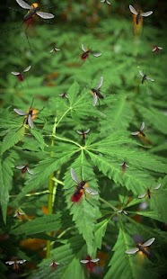 How to get Marijuana Free live wallpaper 5.2 apk for android