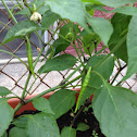 Cayenne pepper