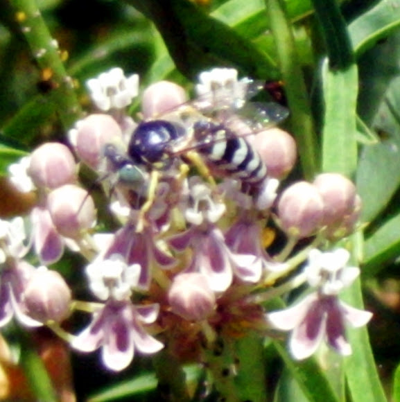 Spotting Image 1