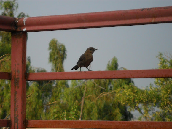 Spotting Image 1