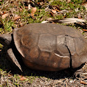 Gopher Tortoise