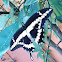 Giant Swallowtail