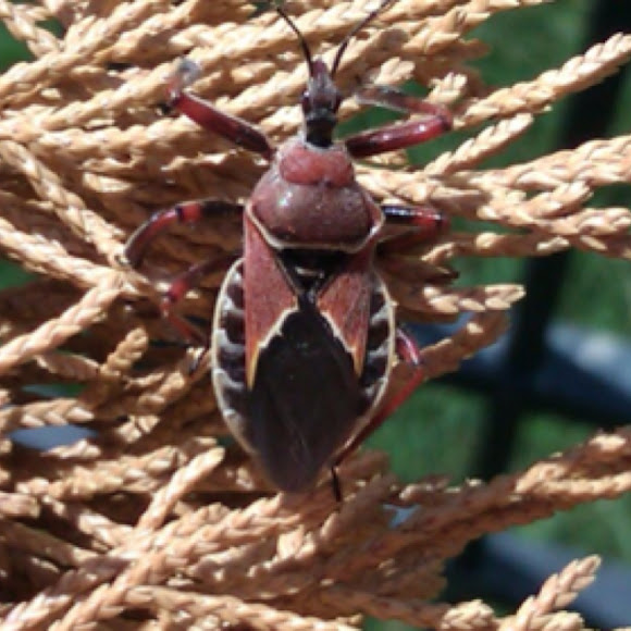 Spotting Image 1