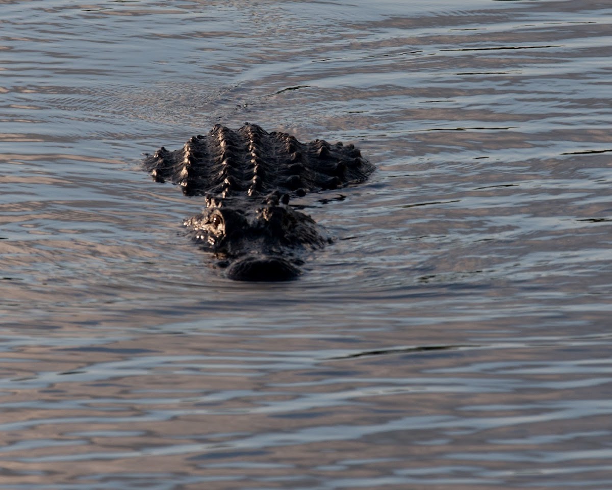 American Alligator