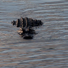 American Alligator