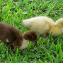 Muscovy Duckling