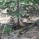 North American Robin