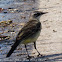 Spanish Yellow Wagtail; Lavandera Boyera