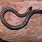 Golden Crown Snake