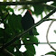 Red head Manakin