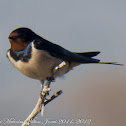Barn Swallow; Golondrina Común