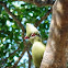 Knysna Turaco