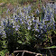 Large Speedwell