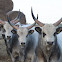 Hungarian Grey cattle
