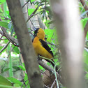 Yellow-backed Oriole