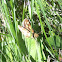 Peck's Skipper