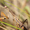 False Garden Mantid