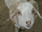 Pashmina goat