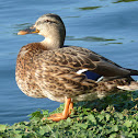 Mallard Duck (Female)