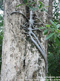 nomad4ever_malaysia_langkawi_IMG_1126.jpg