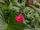 nomad4ever_bali_waterfall_hotsprings_CIMG5043.jpg