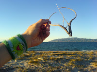 i thought this weed nicely complemented my wrist bling.