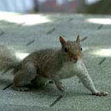 squirrel outside my window
