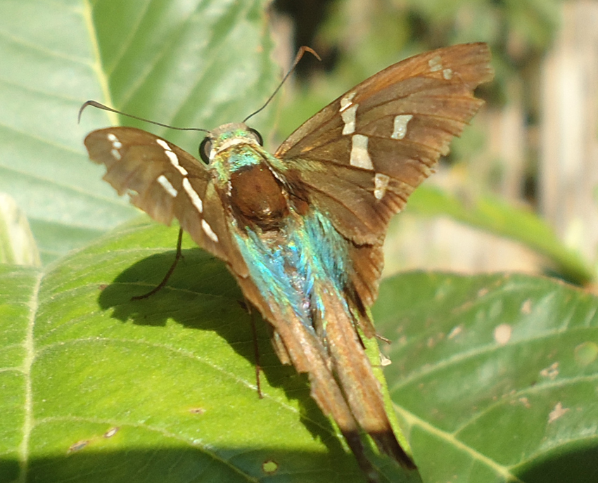 Long-tailed Skipper