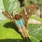 Long-tailed Skipper