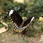 Common Mime