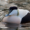 Common Eider