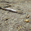 Slow Worm, Padalec zwyczajny