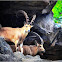 Nubian ibex