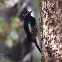 Williamson's Sapsucker