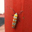 Ailanthus Webworm