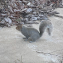 Gray Squirrel