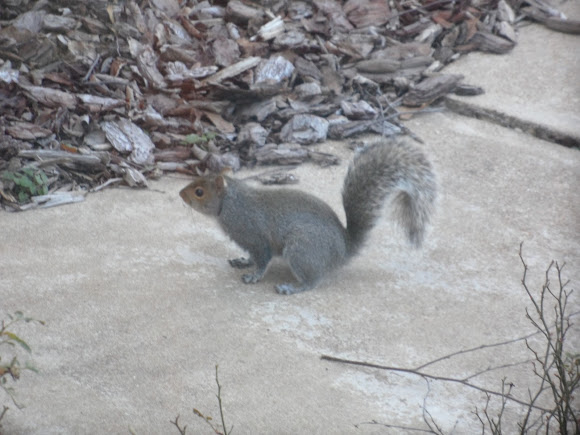 Spotting Image 1